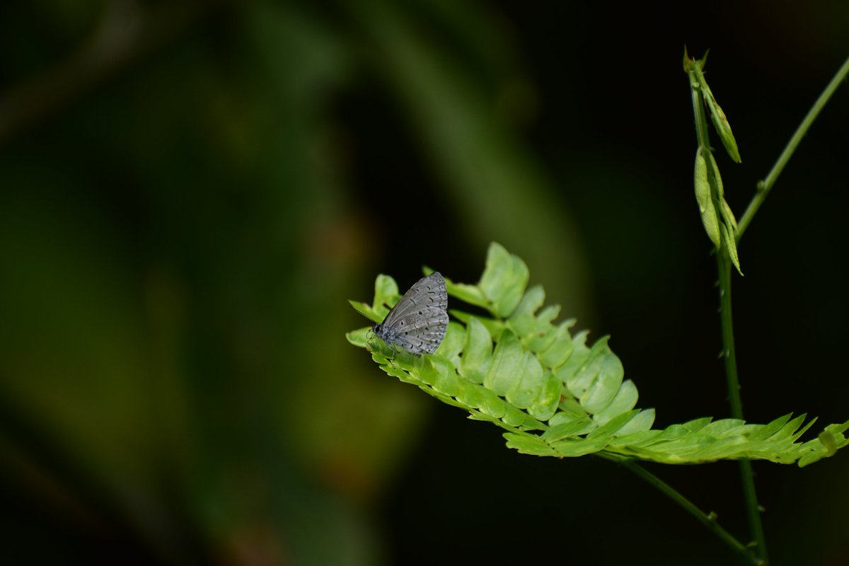 nbonyapran's tweet photo. Some Lepidopterans species found inside Behali Wildlife Sanctuary (Proposed). PC: Pranoy Mahanta.
#behaliwls @DFOSonitpurEast
@cmpatowary @CMOfficeAssam @himantabiswa @rajkhowa77384 https://t.co/ZlmRO7dfdG