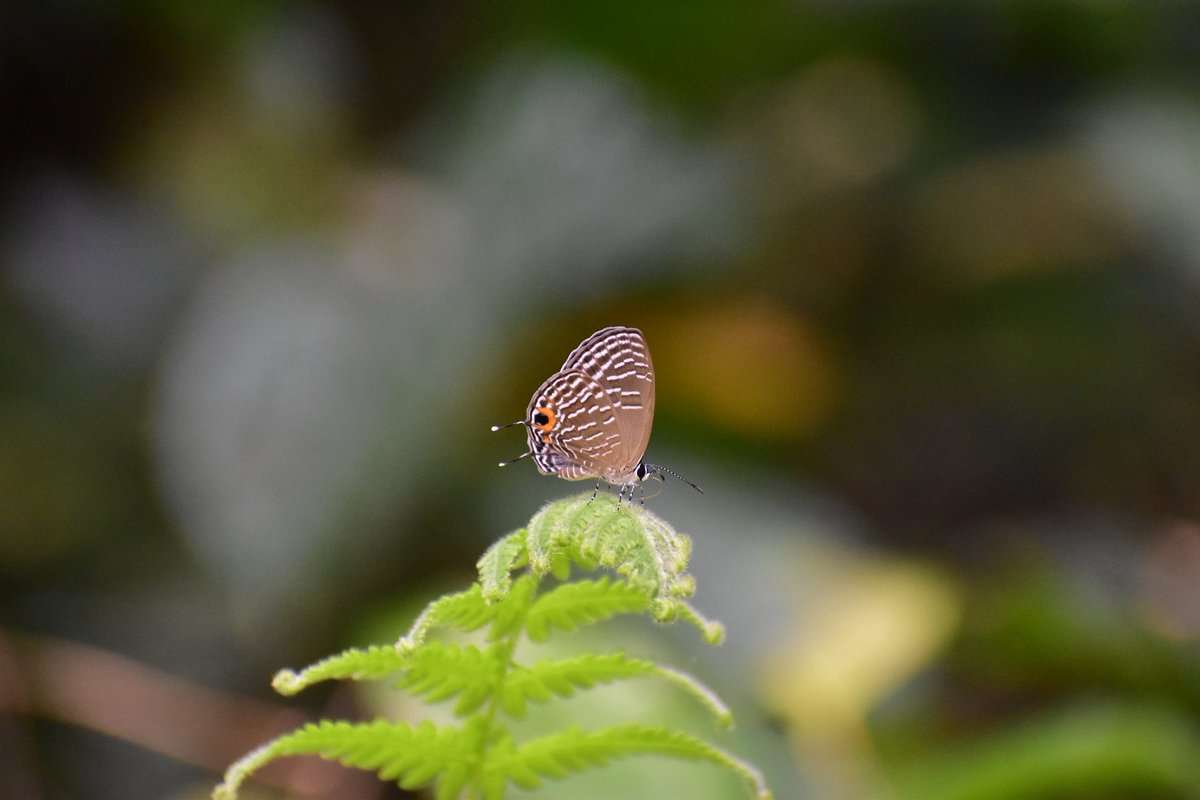 nbonyapran's tweet photo. Some Lepidopterans species found inside Behali Wildlife Sanctuary (Proposed). PC: Pranoy Mahanta.
#behaliwls @DFOSonitpurEast
@cmpatowary @CMOfficeAssam @himantabiswa @rajkhowa77384 https://t.co/ZlmRO7dfdG