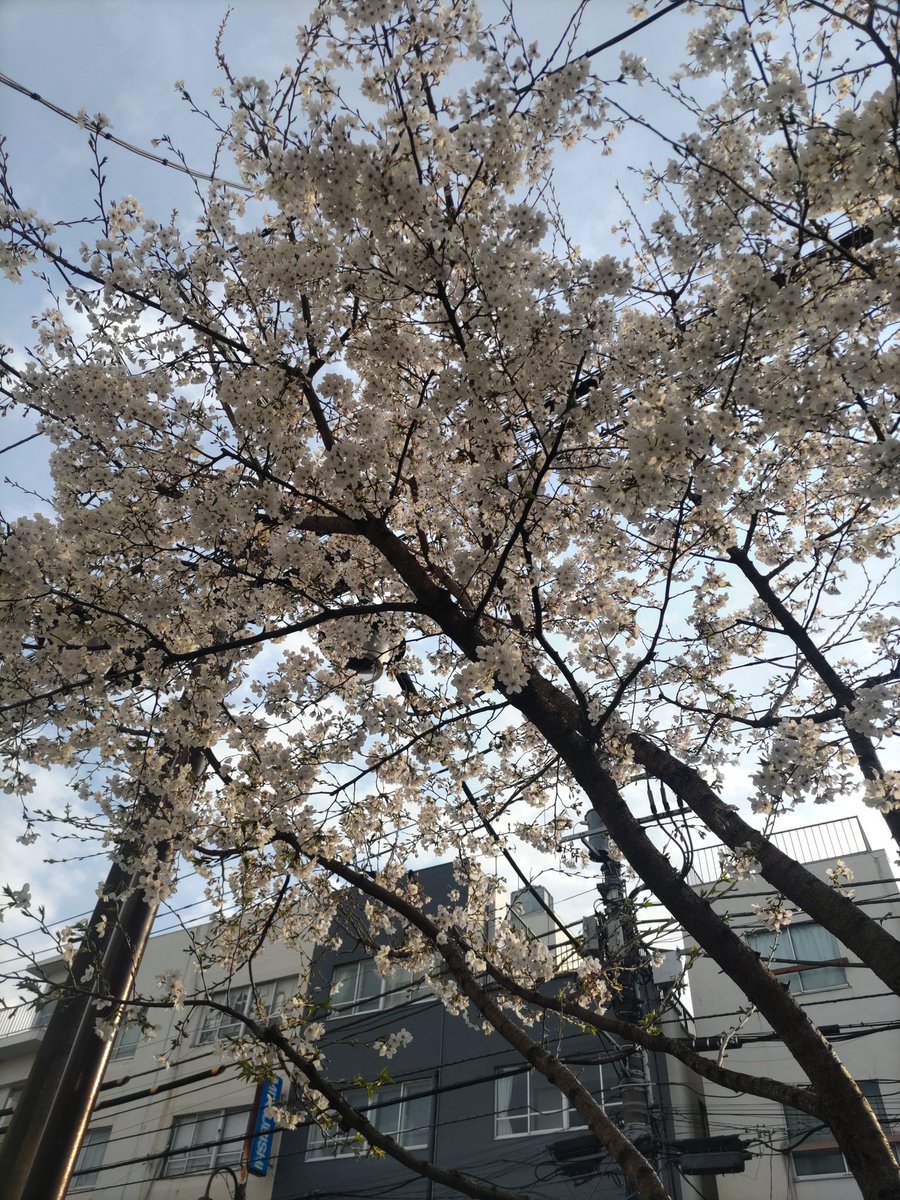 mistblue0319's tweet photo. 昼夜の公演の合間に入ったカフェがオシャレでゆったりしていて、スイーツのオレンジシフォンケーキも美味しかった🍰💗
そして江古田の桜🌸
#cafeEscape https://t.co/5AqkVDKl28