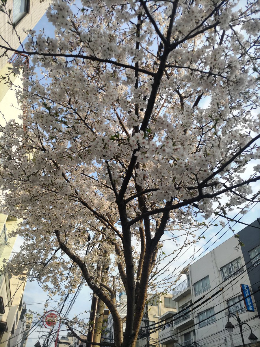 mistblue0319's tweet photo. 昼夜の公演の合間に入ったカフェがオシャレでゆったりしていて、スイーツのオレンジシフォンケーキも美味しかった🍰💗
そして江古田の桜🌸
#cafeEscape https://t.co/5AqkVDKl28