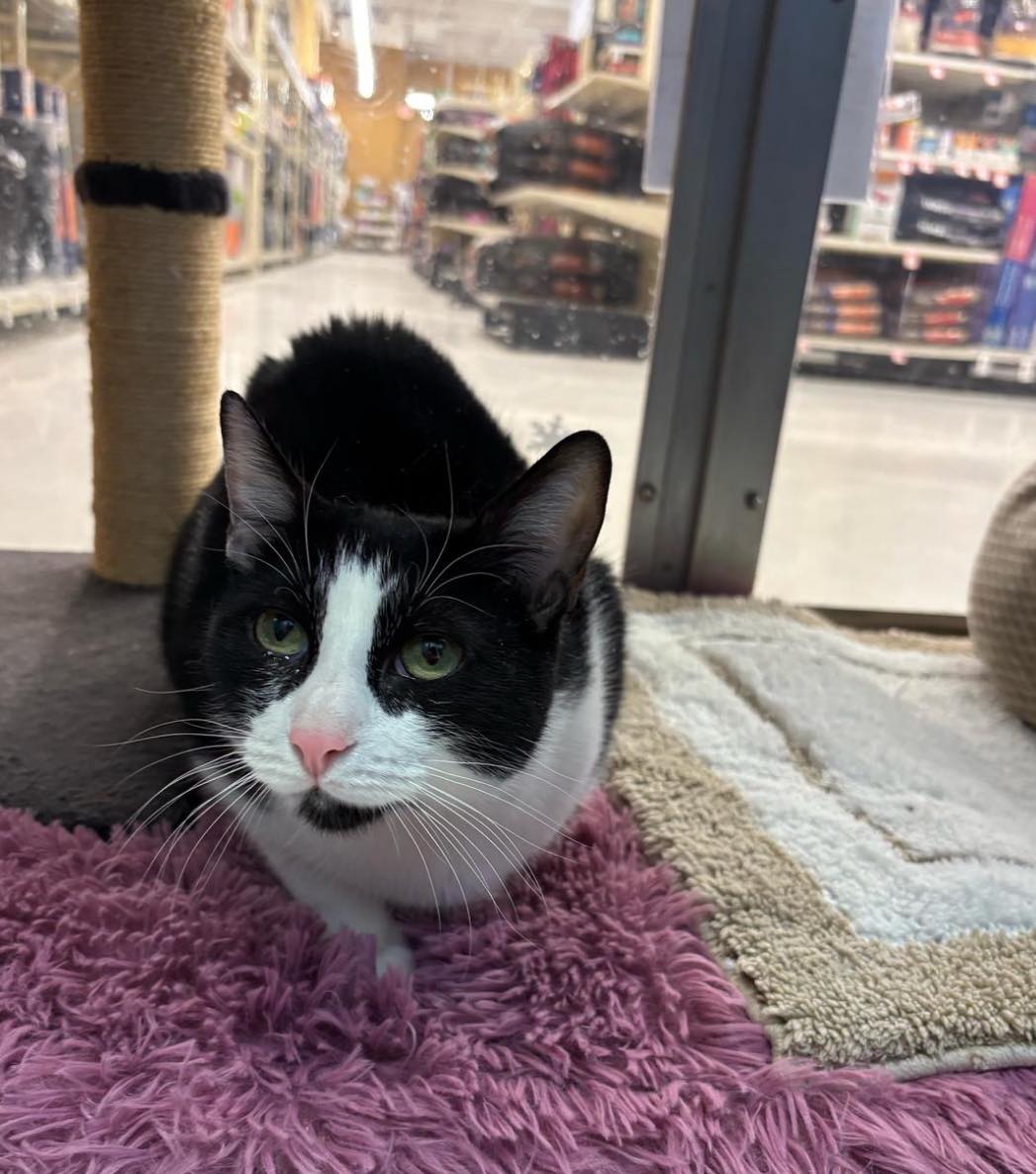 rescueridge's tweet photo. Chloe is a beautiful 2-yr-old lady with a quiet, gentle nature. She may be shy at first, but she has the sweetest heart once she trusts you. She will need a patient adopter.

Apply at https://t.co/XpjXz9WhdQ. Email questions to cats@rescueridge.com
#adoptdontshop #savealife https://t.co/TlJZUIfr5p