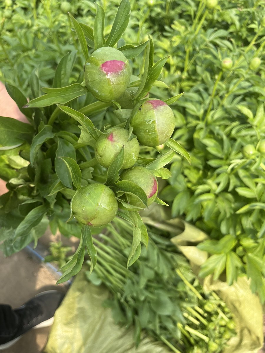 Peony Group tweet media