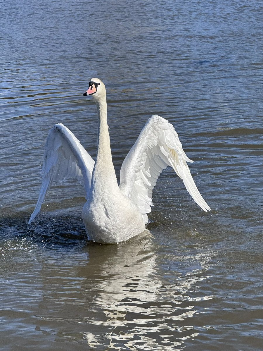 Happy swanday!