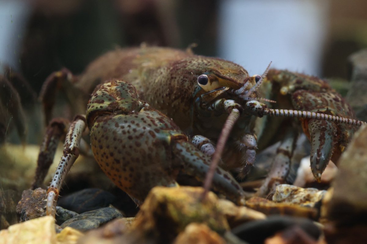 ニホンザリガニ