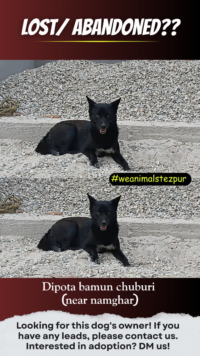 WEanimals2020's tweet photo. Lost/ Abandoned??? any lead for this dog kindly contact us at 86389 86630 

#tezpur #weanimals #weanimalstezpur #lostdog #lostdogtezpur https://t.co/gIZkeu9Usj