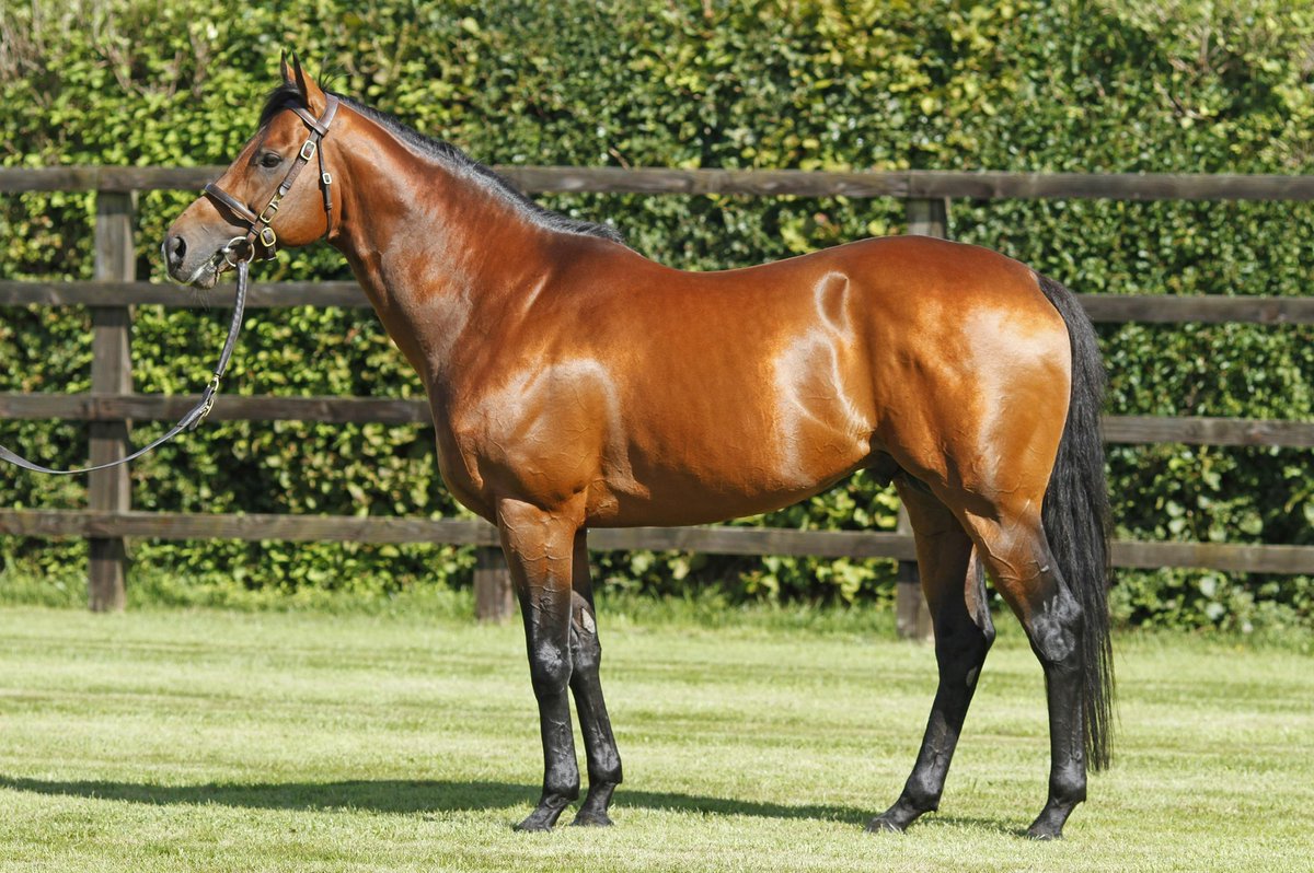 OakLodge&Springfield (@oaklodgestud) on Twitter photo Great Win by Forty Years On <a href="/DoncasterRaces/">Doncaster Racecourse</a> Congratulations <a href="/GScottracing/">George Scott</a> and <a href="/CallumSheppy/">Callum Shepherd</a> and all connections👏👏 Mayson standing <a href="/oaklodgestud/">OakLodge&Springfield</a> for as little €4250 1st Oct ☎️. @ghttps://x.com/AtTheRaces/status/1906348902044872866/video/1 Great Win by Forty Years On <a href="/DoncasterRaces/">Doncaster Racecourse</a> Congratulations <a href="/GScottracing/">George Scott</a> and <a href="/CallumSheppy/">Callum Shepherd</a> and all connections👏👏 Mayson standing <a href="/oaklodgestud/">OakLodge&Springfield</a> for as little €4250 1st Oct ☎️. @ghttps://x.com/AtTheRaces/status/1906348902044872866/video/1