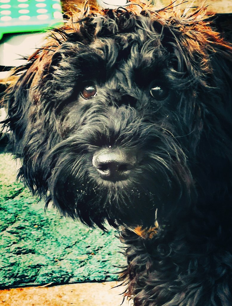 It's 16 degrees in Wexford today. And every clock in my house is the wrong time.
Surely Time is merely a construct.
This puppy is 6 months old now.
I called him son today when I was leaving.