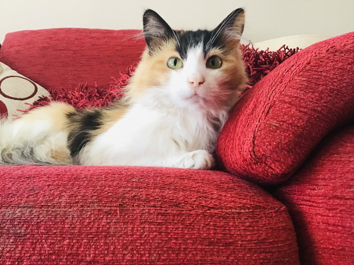 Happy #catboxsunday friends - from the comfort of my sofa.  
Maisie xx 
#calicocats