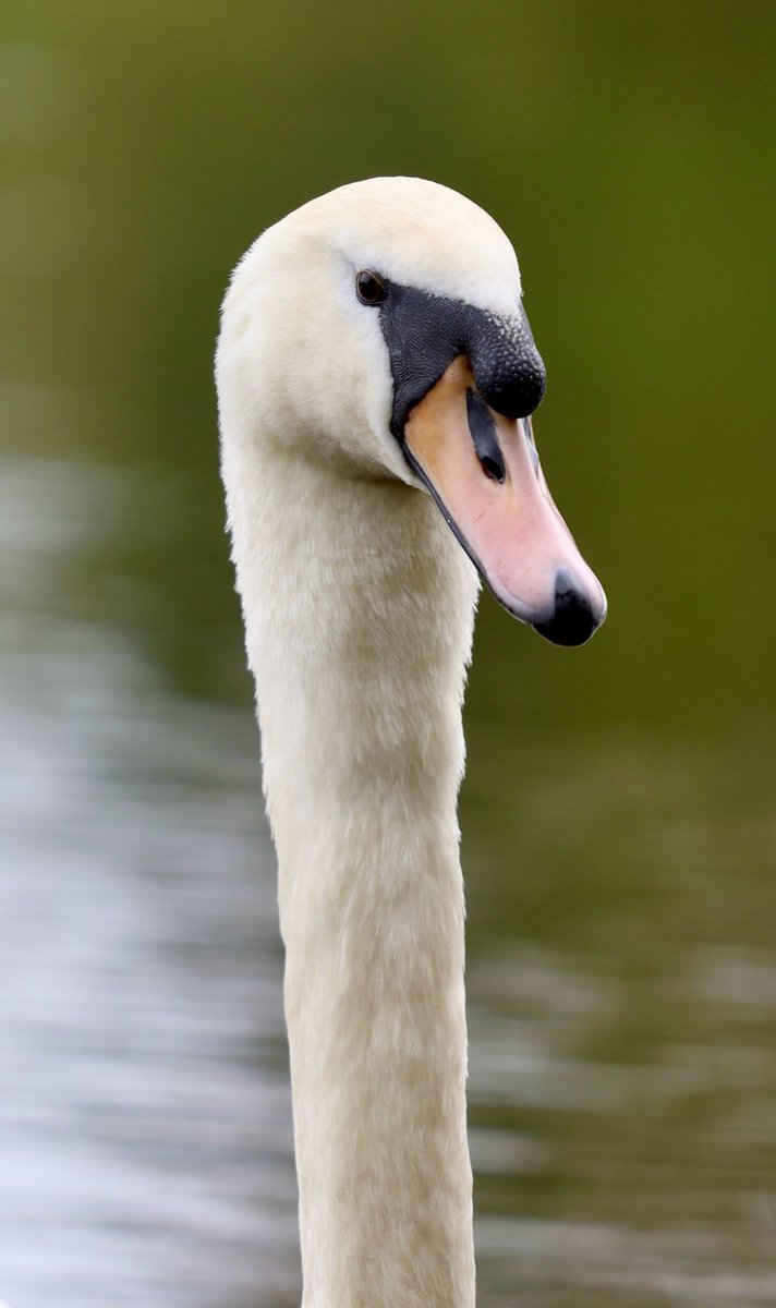 Swans enjoying the sunshine on the lake… #Swans