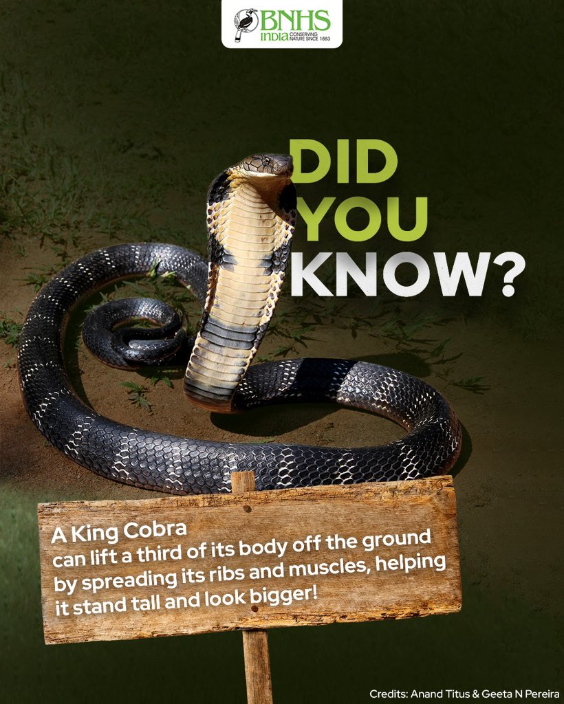 BNHSIndia's tweet photo. ‘Standing Ovation’ for the King Cobra! 🐍

This serpent knows how to make an entrance, by literally rising above the rest.

#BNHS #KingCobra #SnakesOfIndia #ReptileRoyalty #NatureWonders https://t.co/NktOWuCgsi