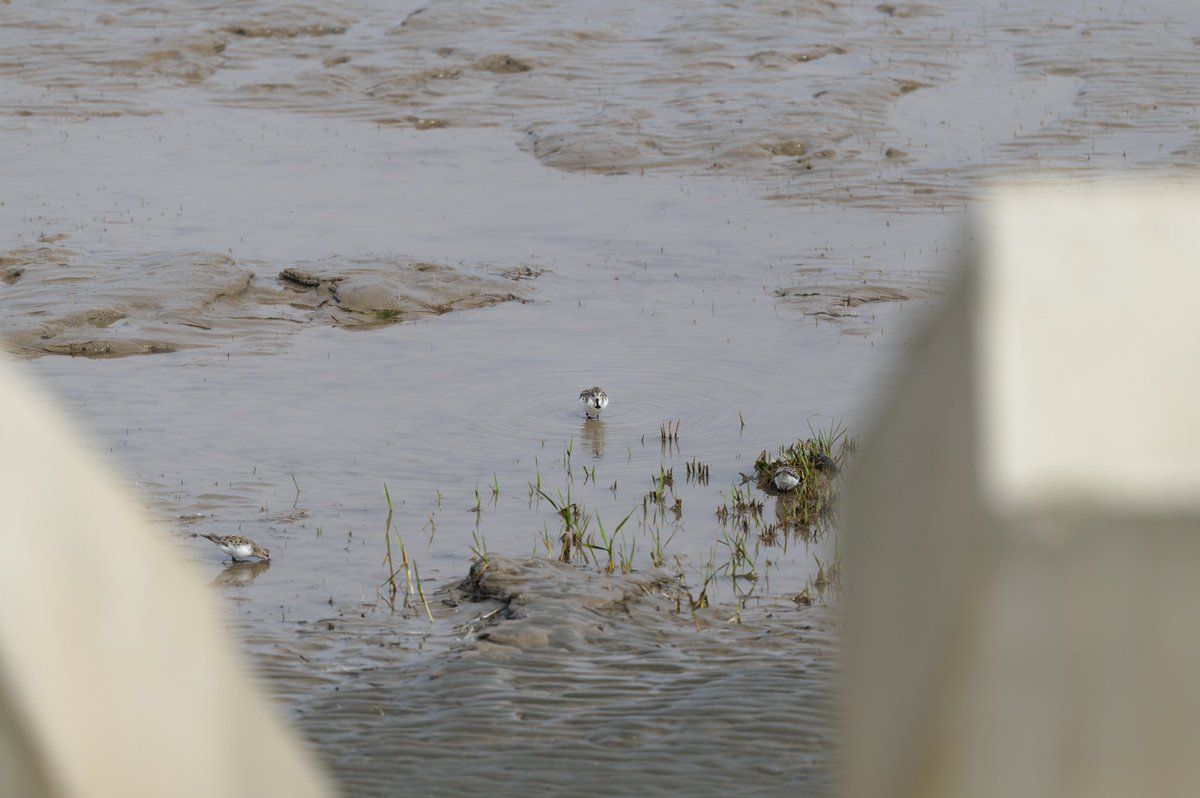 Mike_chen2_birds tweet media