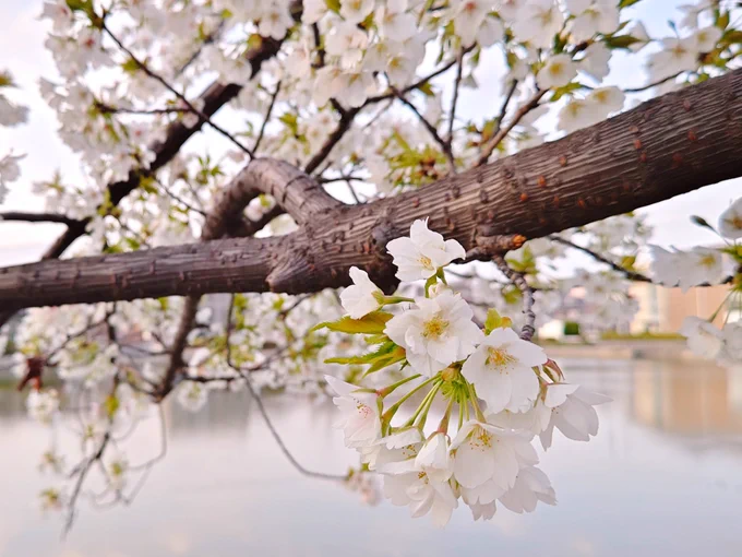 気分転換に近くの公園を散歩したら、桜満開!もう葉桜になってる桜も! 春を満喫できた…
