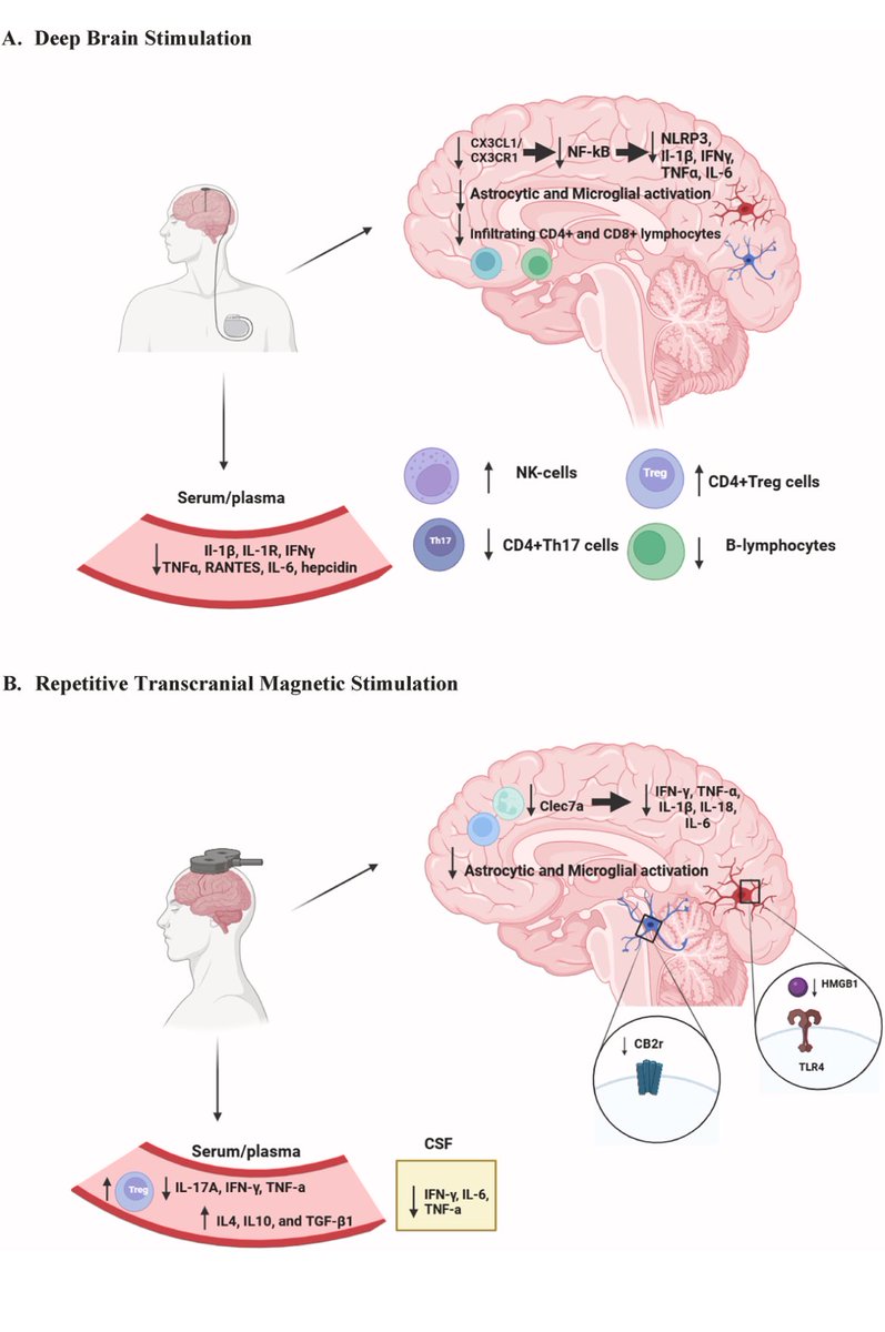 ParkinsonismD's tweet image. Immunomodulatory effects of invasive and non-invasive brain stimulation in Parkinson&apos;s disease
@PRDAssociation #deepbrainstimulation #PD 
 
Log in:
prd-journal.com/article/S1353-…

Neurohistological findings in deep brain stimulation: Current knowledge and gaps
prd-journal.com/article/S1353-…