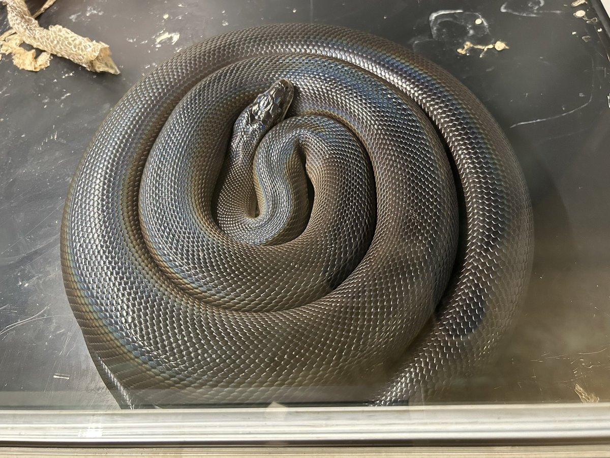 ryuushyou2014's tweet photo. ウォーターさん 脱皮が終わったそうです🐍 https://t.co/yurNxEB2op