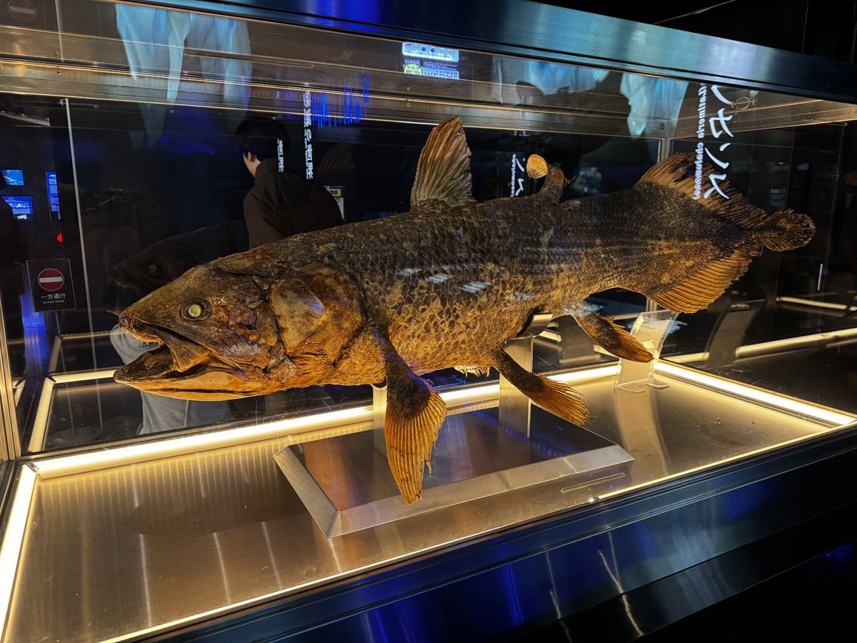 公式】カワサキイズムチャンネル (@kohitsujiism) / Posts / X