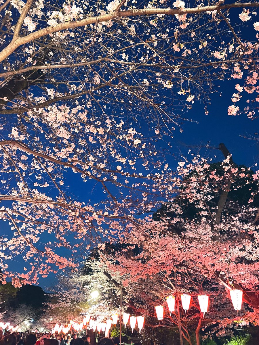 kirin_chan's tweet photo. 上野で夜桜🌸 https://t.co/muGCzLwcXt