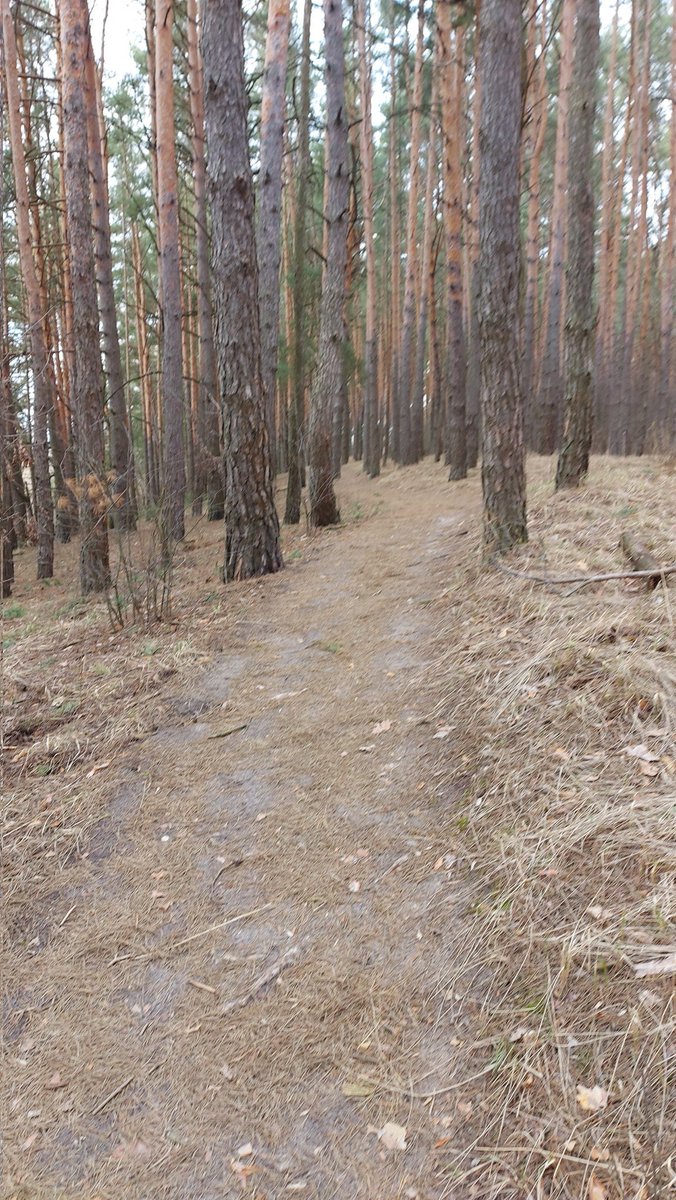 Тропинка в сосновом лесу.