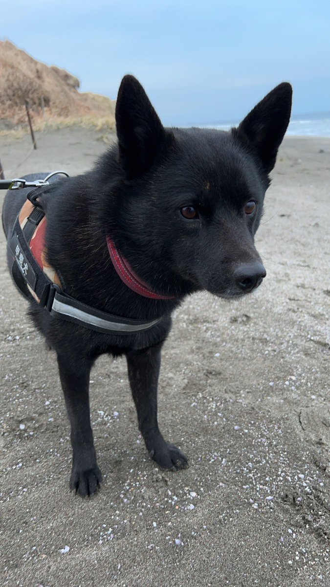 sin338's tweet photo. @gekkan_wanko @yuukikikuchi 飼い主しん  愛犬まる よろしくお願いします✨ https://t.co/NJhzsNW8Od