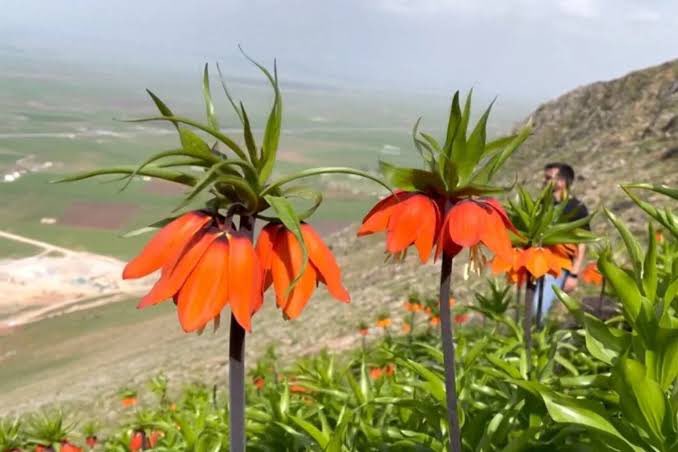 trabzon678's tweet photo. 244 ألف و 315 ليرة تركية ( 6400 $ ) مخالفة قطف "الزنبقة المقلوبة" 🥀🥀والتي تعيش اسبوعين فقط في ولاية شرناق ‼️

#تركيا #عيد_الفطر_المبارك https://t.co/fBAfZvgJKo