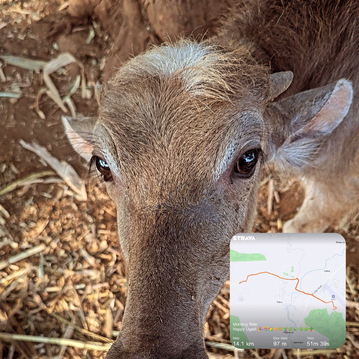 ADKPATIL's tweet image. Great Sunday 
Half Marathon 
+ 
Cycling 
+ 
High tea with Rider's Family 

#running 
#cycling 
#nevergiveup