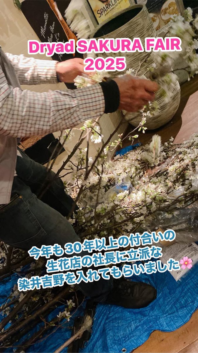Dryad9's tweet photo. SAKURA FAIR 2025@Dryad
今年も見事な染井吉野🌸が入荷!!
店内、漲る桜のパワーが満開です💓
#Dryad #お花見 #インドア花見 #染井吉野
#桜の木1本分の生花 #宴会 #会食  #デート #お一人様大歓迎 https://t.co/kzwT5eMZiV