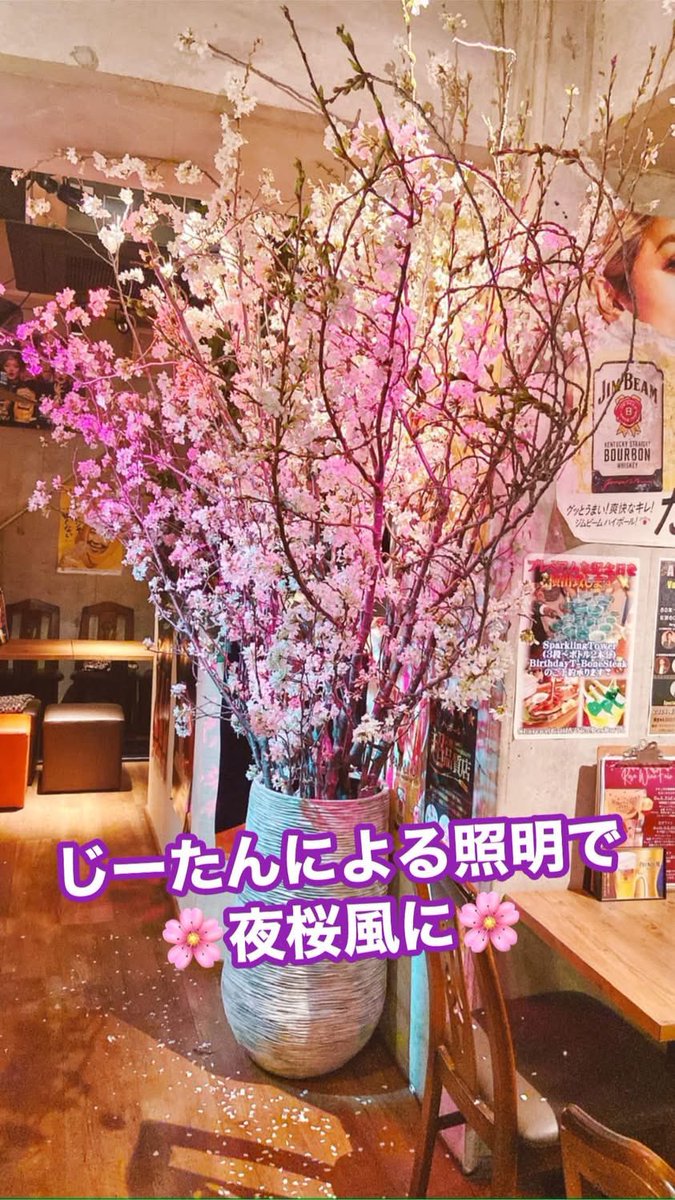 Dryad9's tweet photo. SAKURA FAIR 2025@Dryad
今年も見事な染井吉野🌸が入荷!!
店内、漲る桜のパワーが満開です💓
#Dryad #お花見 #インドア花見 #染井吉野
#桜の木1本分の生花 #宴会 #会食  #デート #お一人様大歓迎 https://t.co/kzwT5eMZiV