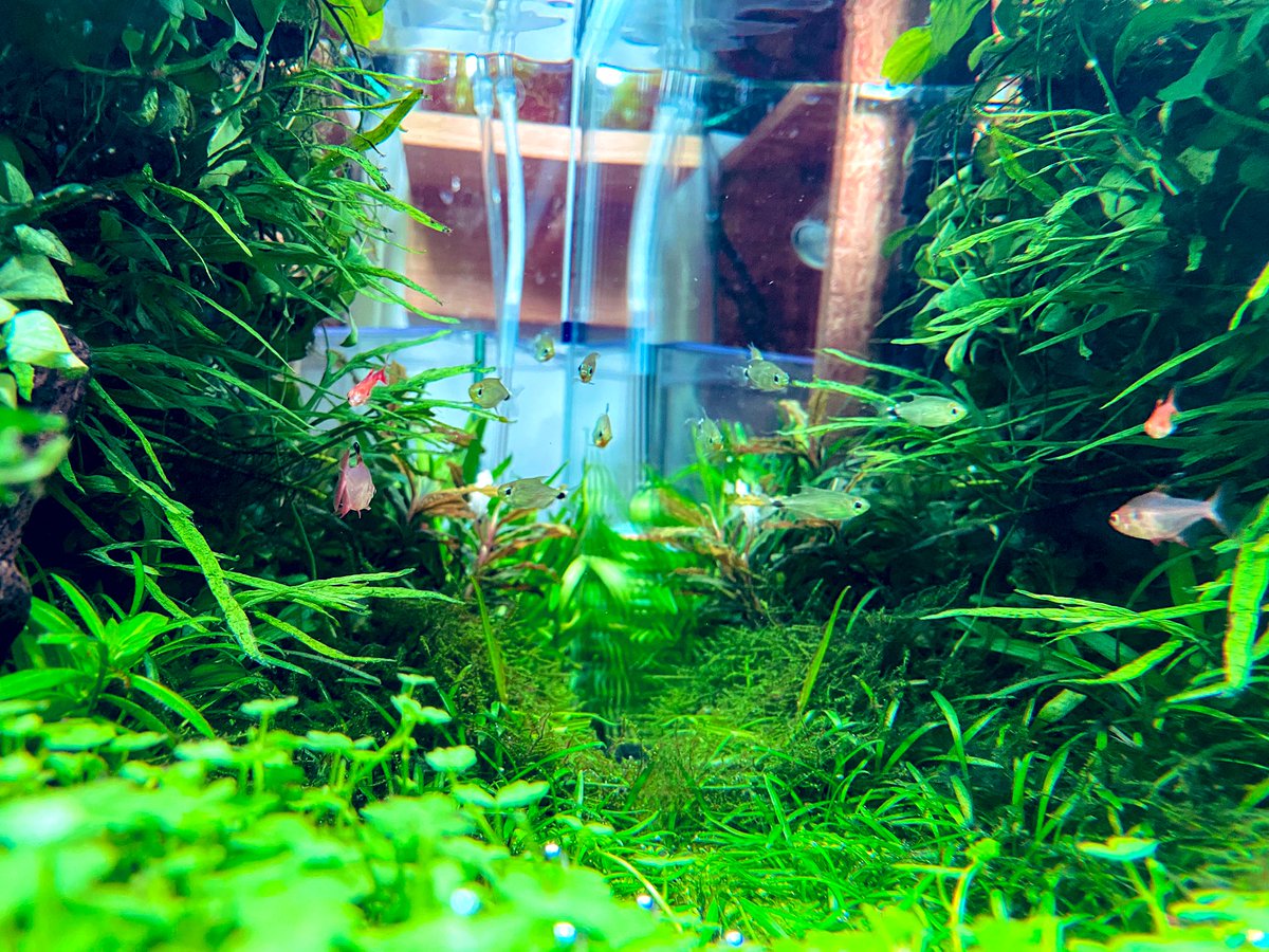 映り込み🌿🌿