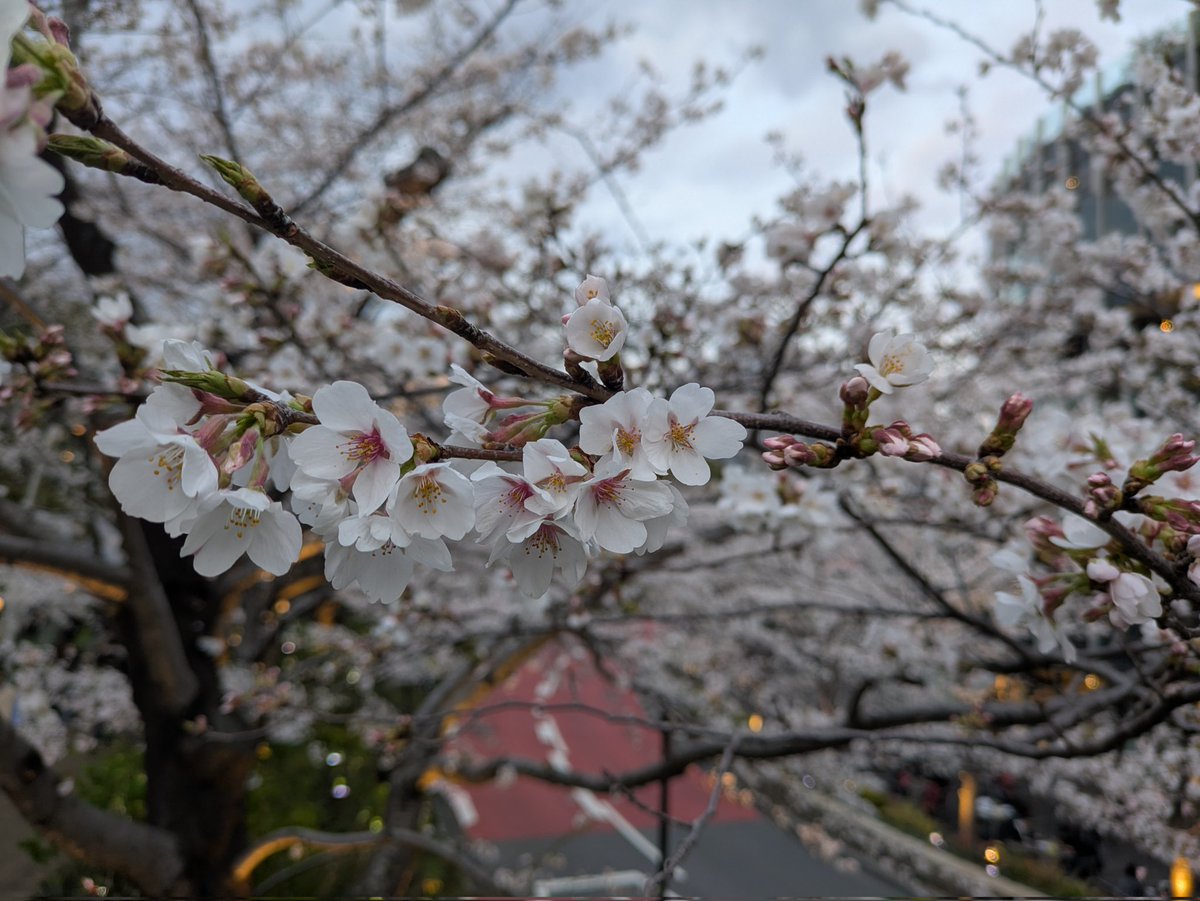 aflo_a's tweet photo. 今年の桜🌸 https://t.co/Hj78VJ1IKl