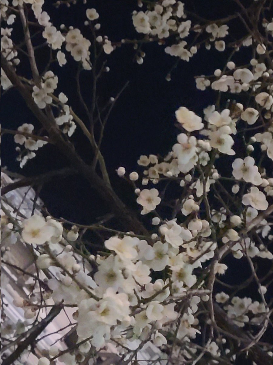 cool9602's tweet image. 250330일/
애정 돋는 장소들 중 하나
lg 아트센터,
#이소라 일곱번째 봄
단공 &amp;lt;봄 밤 핌&amp;gt; 관람!
꽃샘 추위,칼바람 함께
눈송이까지 흩날리는 날,
#track9 등등 위로 그 자체
음악 접하게 된 것만으로도
진정 감사!

+ 앵콜 #처음느낀그대로
팬분들 함께 열창 인상적,
긴여운!

x.com/starrylune1229…