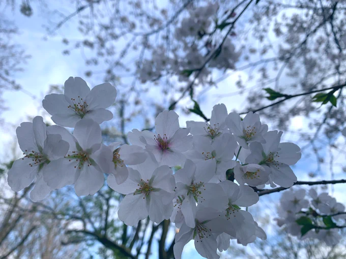 満開の桜を楽しんできました 