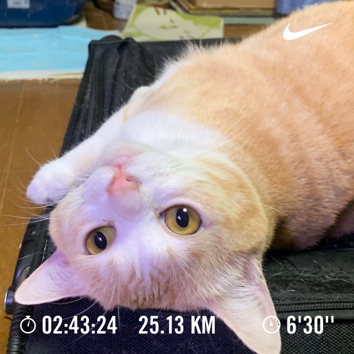 くろのす@12／7湘南国際マラソン (@cronoszx12r) on Twitter photo 