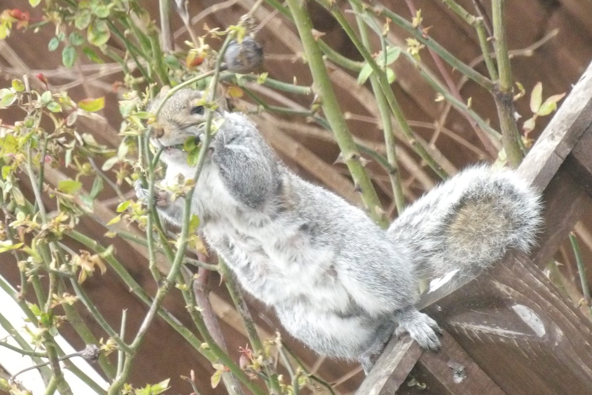 Nesquik1962's tweet photo. @oztrazine #MothersDay #EastHam #squirrelscrolling 
#Zippy #Scarfy #Feisty #Sooty https://t.co/EXs4XrdwLs