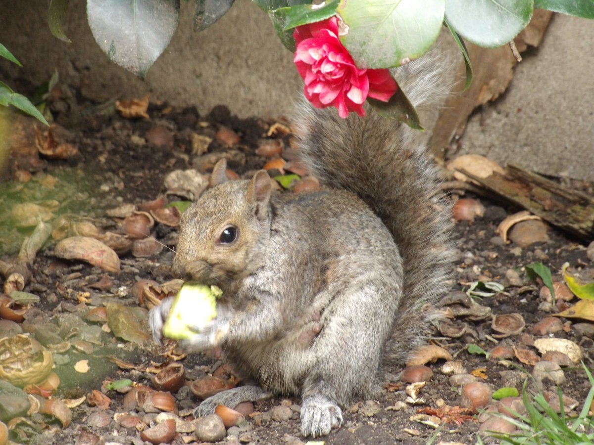 Nesquik1962's tweet photo. @oztrazine #MothersDay #EastHam #squirrelscrolling 
#Zippy #Scarfy #Feisty #Sooty https://t.co/EXs4XrdwLs