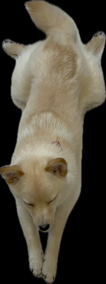 飛び込み花太朗