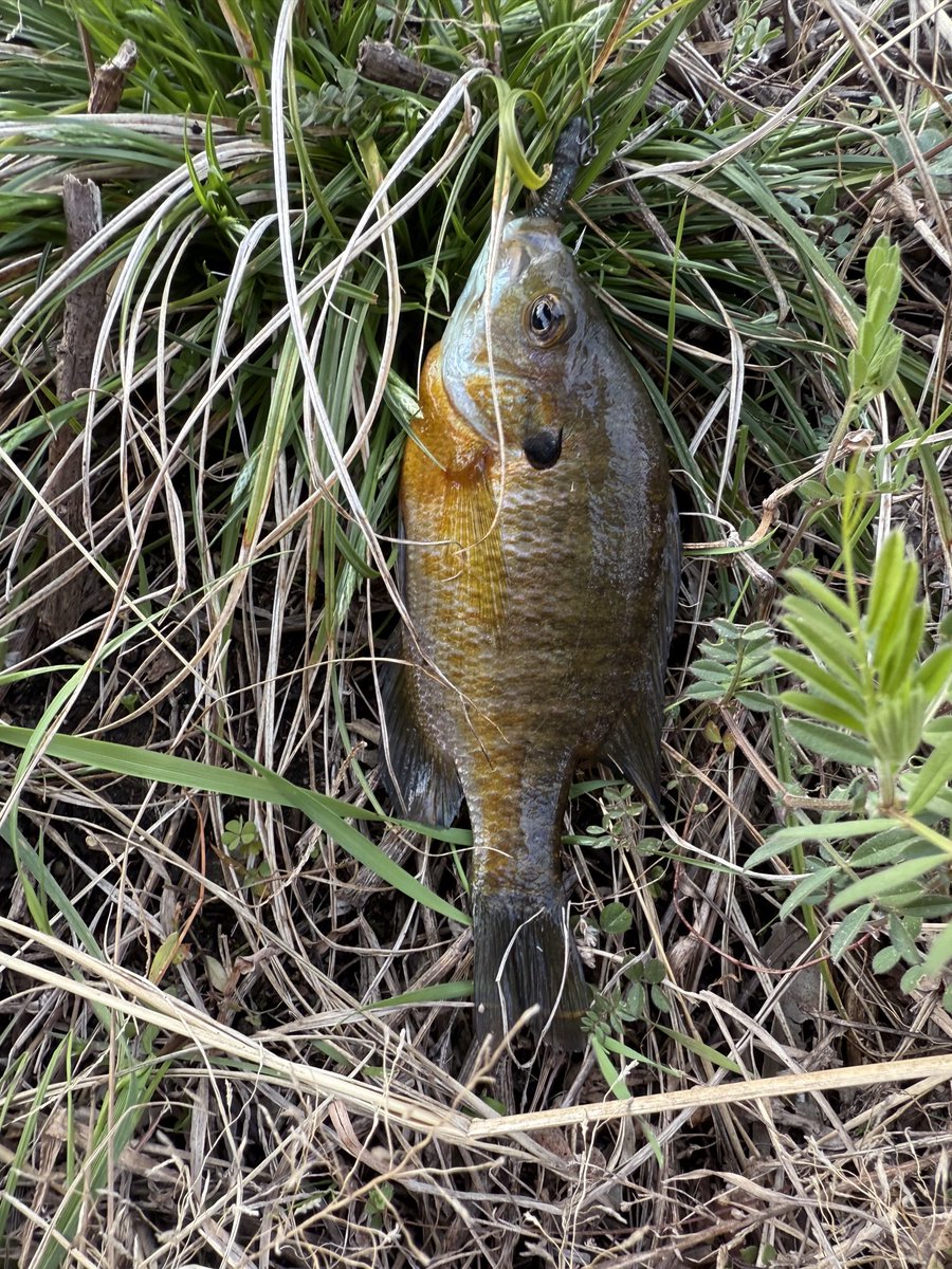 昨晩は久々のシーバスヒットするもネット広げてたらお帰りになりました😭
ですが今日、今期初バスキャッチ！
水温20℃
長〜い冬も終わり？
チビちゃんだけど楽しめました。