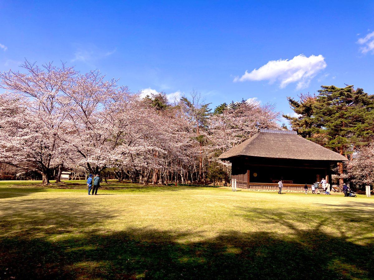 daichansan1's tweet photo. 千葉、房総のむら。
野生感溢れた大きな桜の木だらけなのに超穴場！
県営だけど古くからの衣食住などの文化を体験できる施設でもある。 https://t.co/incOKtbQz9