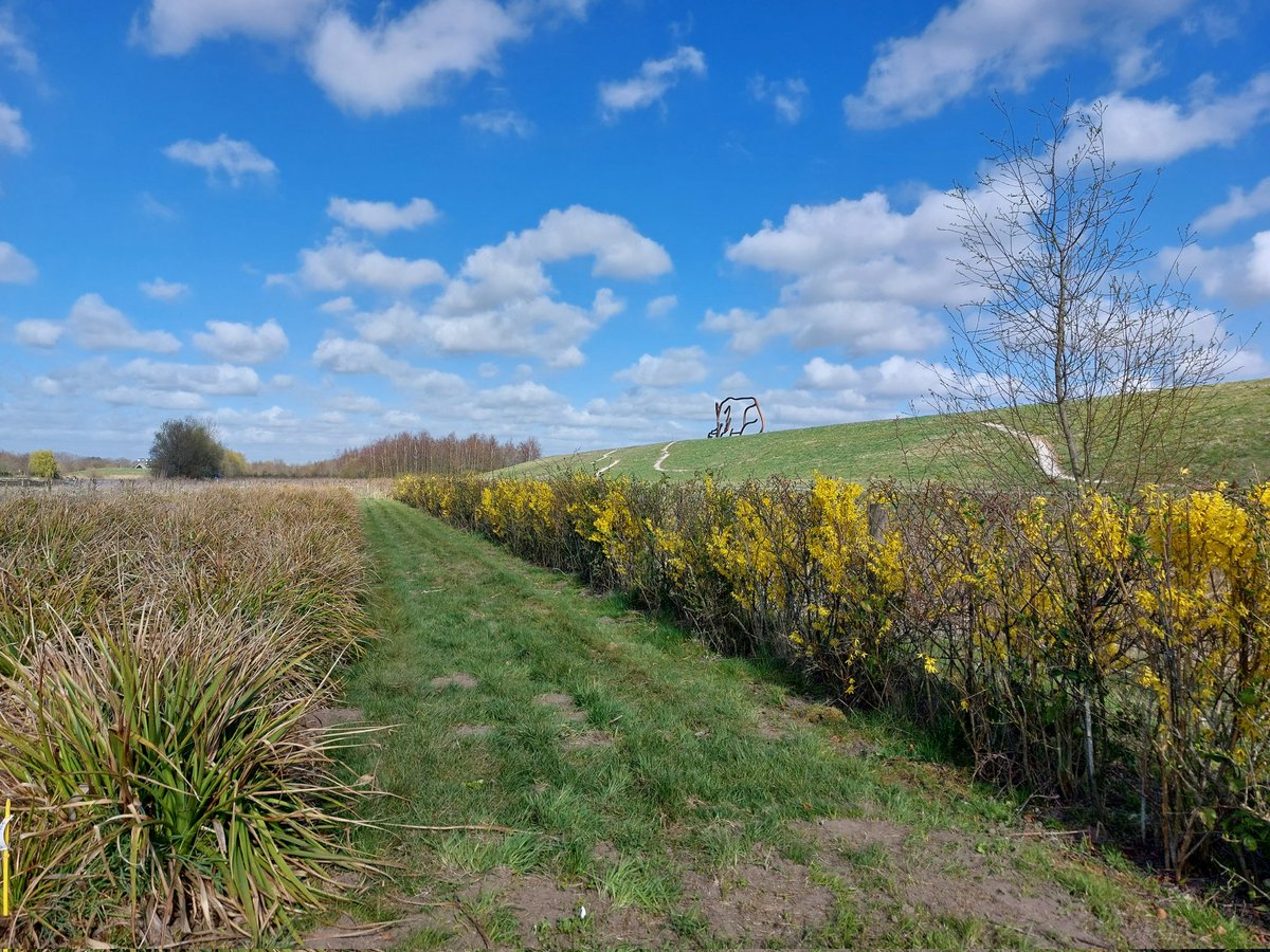 De Forsythia in de in de vogel&amp;insectenhaag op de kwekerij bloeit al uitbundig. Hierna volgen nog krentenboom, liguster, vlinderstruik, rimpelroos en hondsroos #insectenopdeboerderij #365dagenbloemen