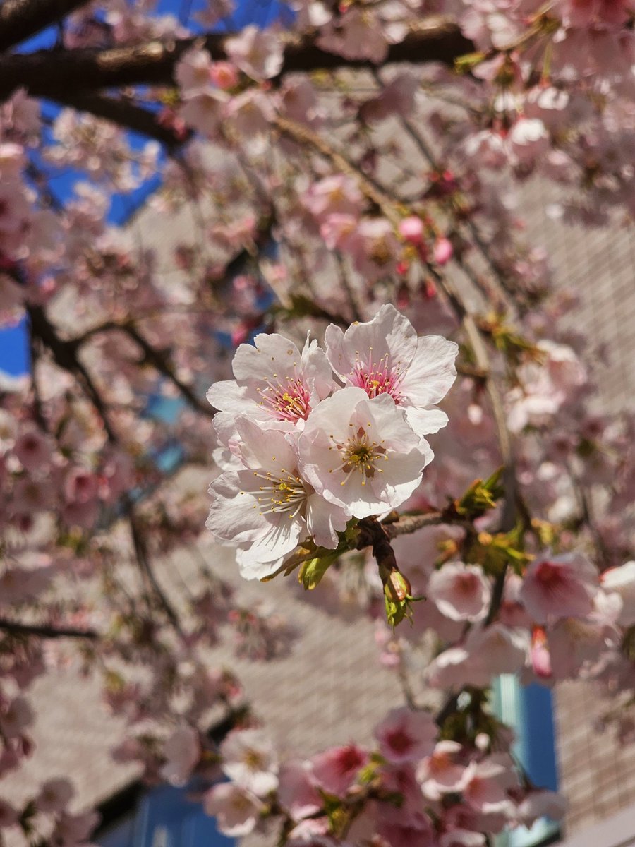 22日(土)はオオカンザクラを
見に名古屋に行きました😃
青空と綺麗に咲いた桜🌸
見ててめちゃくちゃ
癒されましたぁ😊
#photo　#写真
#写真好きな人と繋がりたい 
#写真撮ってる人と繋がりたい