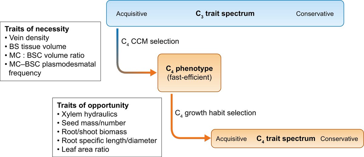 #TansleyReview C4 photosynthesis, trait spectra, and the fast-efficient phenotype

Monson et al.

📖 nph.onlinelibrary.wiley.com/doi/10.1111/np…