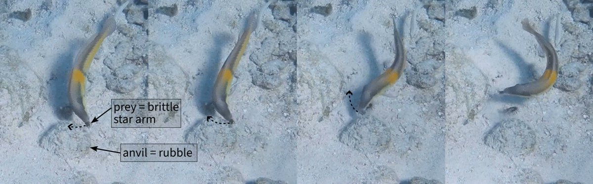 "Tool use by fish: the fish holds a hard-shelled prey item in its mouth and strikes it onto a hard surface (anvil) to open it" link.springer.com/article/10.100…