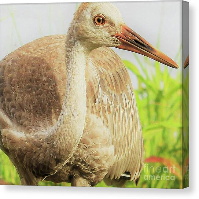 "A Juvenile Sandhill Crane" photographed at #CircleBBarReserve in Lakeland, Florida... 🧡
#wildlifephotography #sandhillcrane #wallart #canvas #homedecor #NaturePhotography #buyintoart #gifts