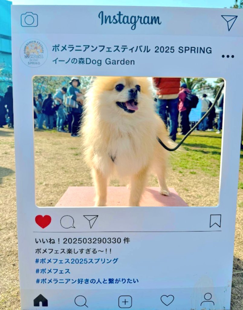 chimaki0922's tweet photo. ポメフェス楽しかったちま！🐶
頭に葉っぱつけて回ったちま！🌱

#ポメラニアン
#ポメフェス2025スプリング https://t.co/d92HOqncnb