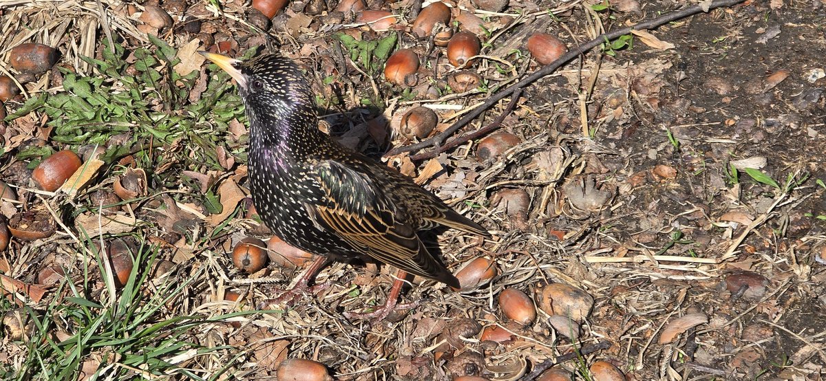 RoseleneDolce's tweet photo. Common starling
#bird #photography #commonstarling https://t.co/0nxvgcfB7q