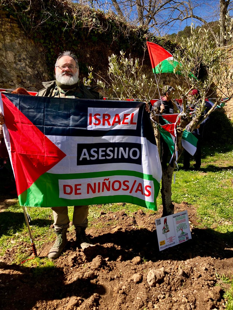 PLANTADA DE OLIVO PALESTINO