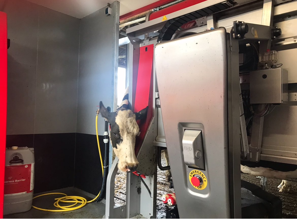 Leoniebramel's tweet image. In het verleden hadden wij én onze Clara’s meer moeite met het verzetten van de klok ivm de melktijden. Tegenwoordig gaat het gewoon 24/7 door, melken. Automatisch. 
#Wintertijd #Zomertijd #RobotMelken #FarmLife  🐮 🥛 👌