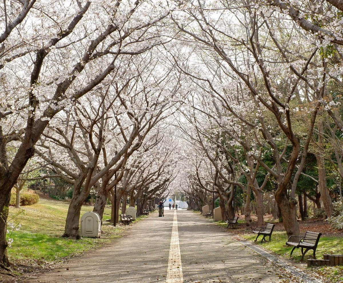 itonomitree's tweet photo. 葛西臨海公園は満開までもう少し
月曜も通勤がてらお花見が楽しめますし、楽しい季節です
花粉さえなければ、、、 https://t.co/1IpNjclHW6