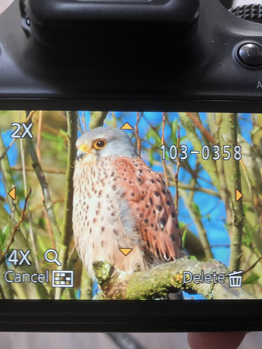 Gary D (@garyd_76) on Twitter photo Kestrel down at <a href="/LuntMeadows/">Lunt Meadows Nature Reserve</a> <a href="/RSPBLiverpool/">RSPB Liverpool</a> #springwatch #birdwatching #BirdsOfTwitter #nature Kestrel down at <a href="/LuntMeadows/">Lunt Meadows Nature Reserve</a> <a href="/RSPBLiverpool/">RSPB Liverpool</a> #springwatch #birdwatching #BirdsOfTwitter #nature