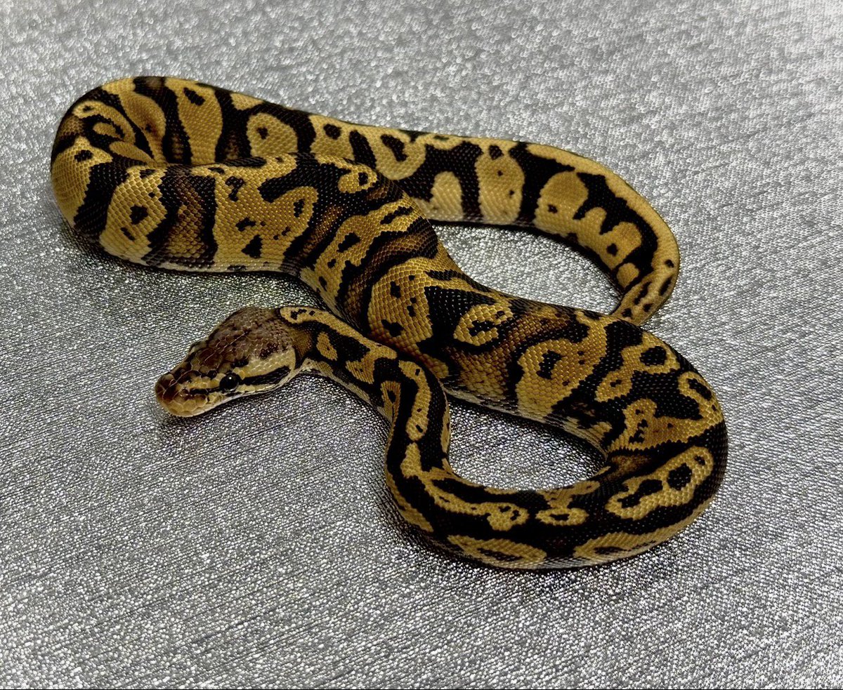 Pythonberry8's tweet image. 【@USSI_OSAKA 】さんよりお迎え🐍
大好きなコンフュージョン🐍

Confusion yb pastel het axanthic