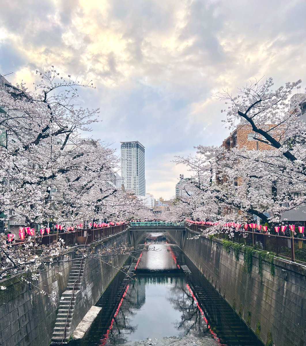 Official_iPN's tweet image. Cherry blossom pretty…

… But not as pretty as YOU 😏
