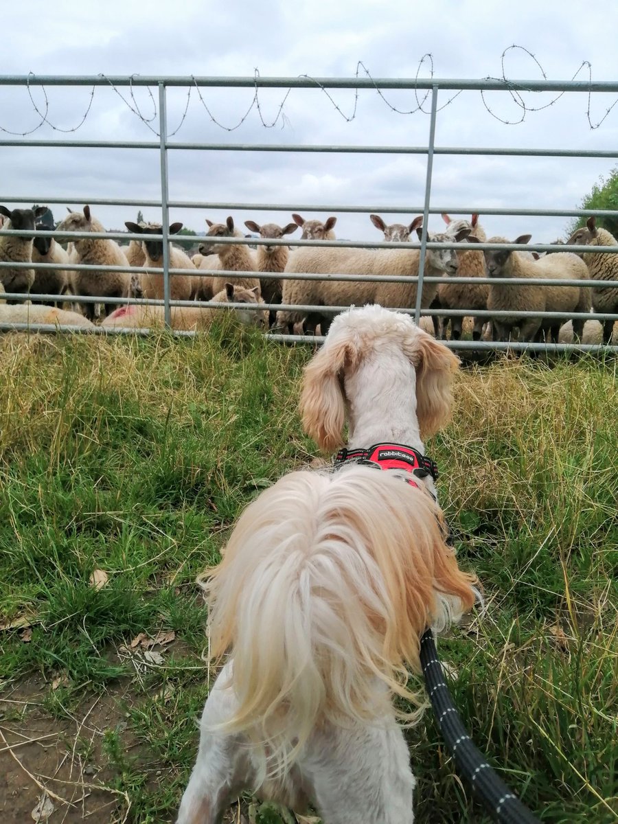 We met this nosey bunch on our walk this morning.